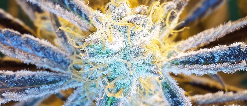 Chernobyl Seeds Strain Description