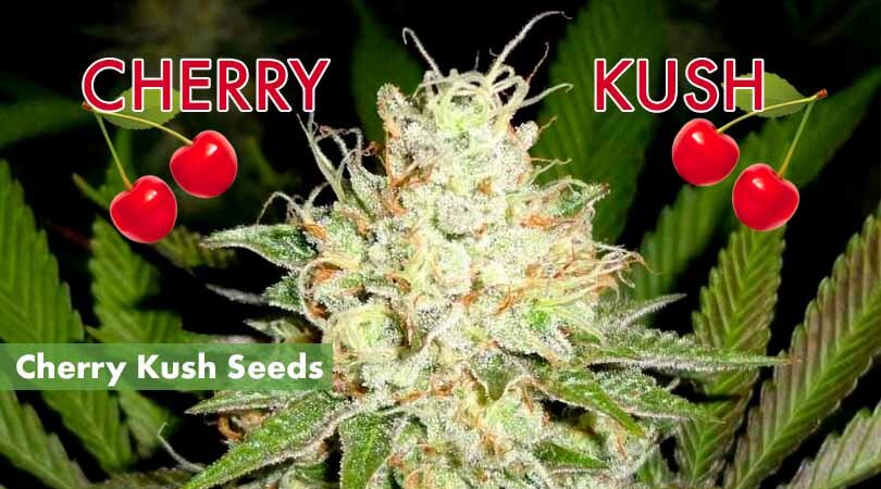 Cherry Kush Seeds Cover Photo