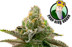 Cherry Pie Feminized Seeds Crop King Seeds