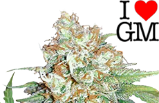 Cherry pie marijuana seeds