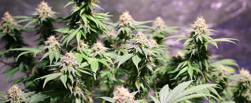 Cherry Pie Seeds Strain Description