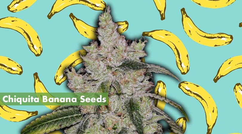Chiquita Banana Seeds Cover Photo