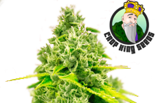 Chocolope Feminized Seeds CKS