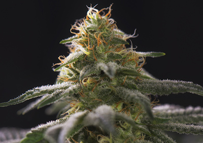 Chocolope High Times Cannabis Cup Winner Seeds