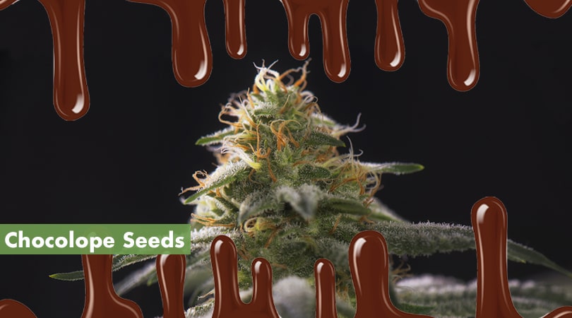 Chocolope Seeds Cover Photo