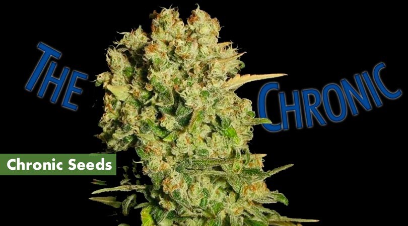 Chronic Seeds Cover Photo