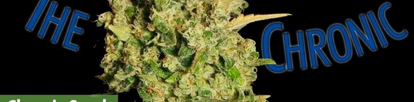Chronic Seeds Featured Image