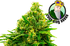 Cinderella 99 Feminized Seeds Crop King Seeds