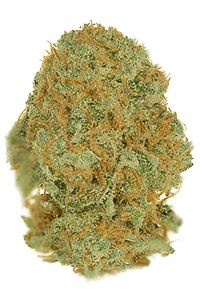 Cinderella 99 Seeds Bud