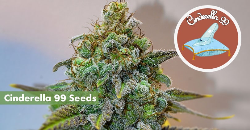 cinderella seeds 10buds growing cannabis