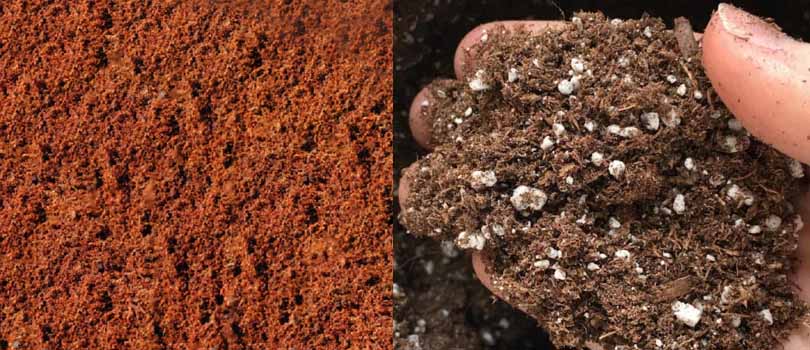 Coco Coir or Soil Cannabis