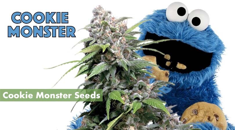 Cookie Monster Seeds Cover Photo