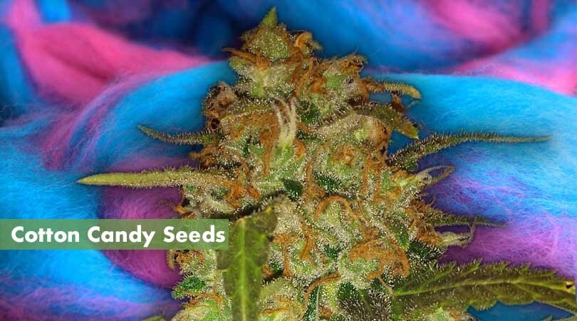 Cotton Candy Seeds Cover Photo