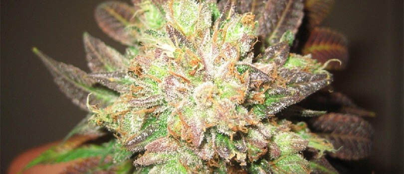 Cotton Candy Strain Description