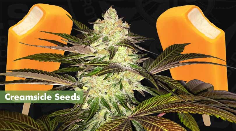 Creamsicle Seeds Cover Photo
