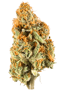 Creamsicle Weed Bud