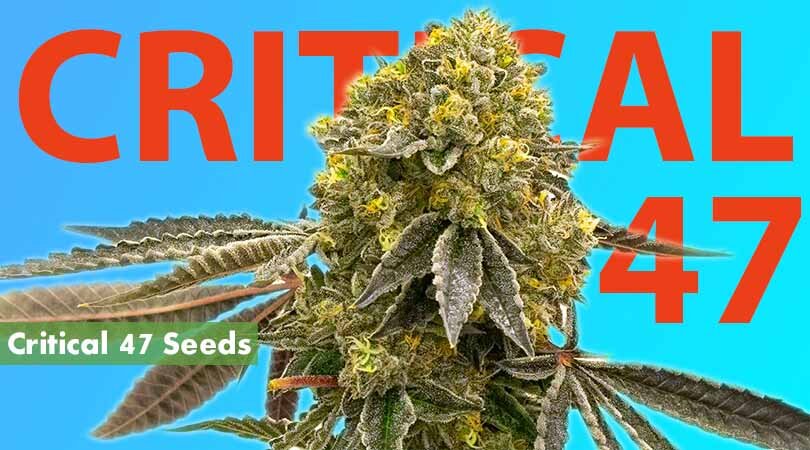 Critical 47 Seeds Cover Photo