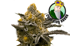 Critical Kush Feminized Seeds Crop King Seeds