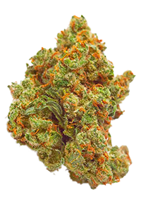 Critical Mass Bud