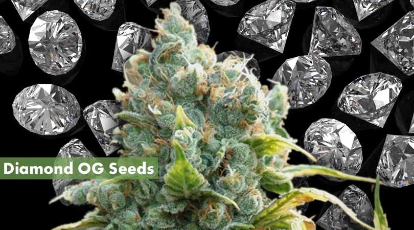 Diamond OG Seeds Cover Photo