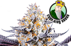 Do Si Dos Feminized Seeds Crop King Seeds