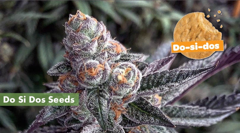 to the Best Do Dos Seeds - 10Buds
