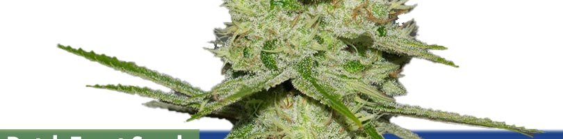 Dutch Treat Seeds Featured Image