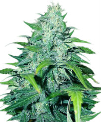 Dwarf Low Flyer - Crop King Seeds