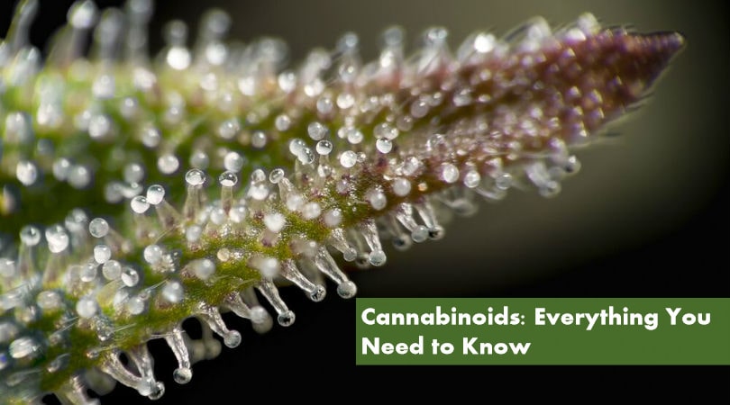 All about Cannabinoids: Everything You Need to Know