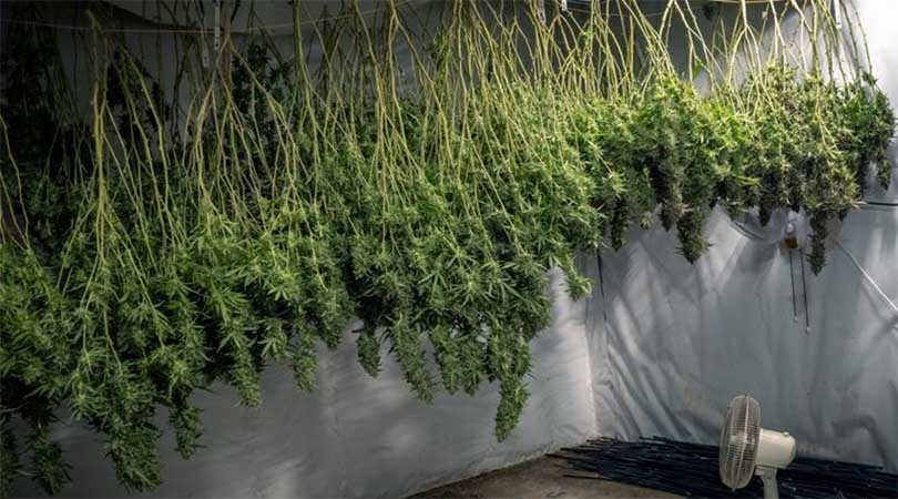 Fan under drying cannabis plants