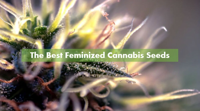 The Best Feminized Cannabis Seeds