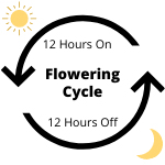 Flowering Cycle