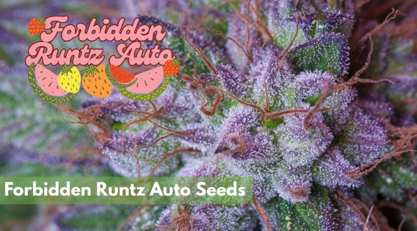 forbidden runtz auto seeds