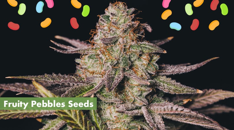 Fruity Pebbles Seeds Cover Photo