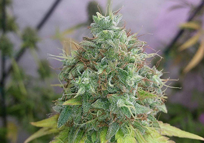 G13 Haze High Times Cannabis Cup Winner Seeds