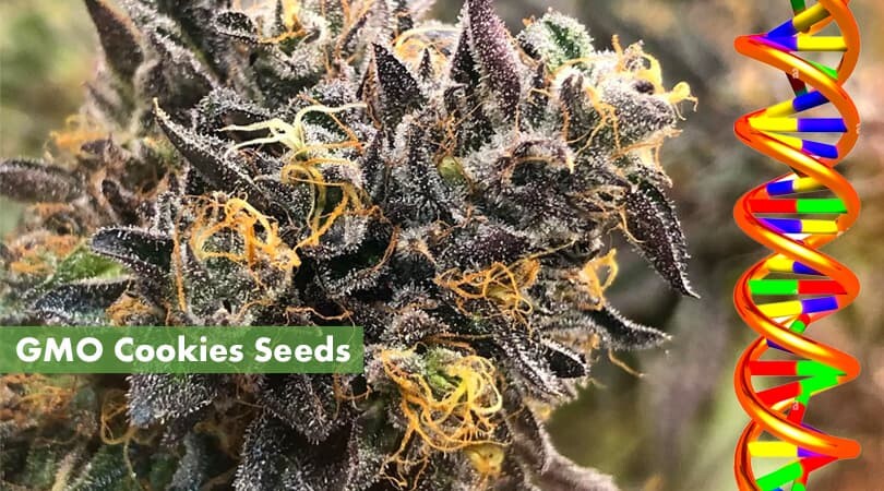 GMO Cookies Seeds Cover Photo