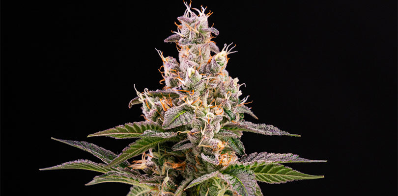 GMO Cookies Strain Description