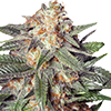 Gelato Auto Feminized Cannabis Seeds