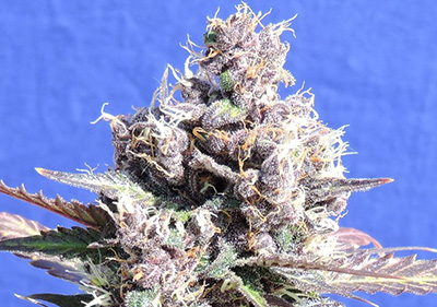 Gelato High THC Feminized Seeds