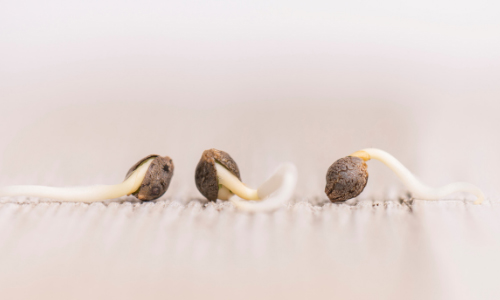 Germinate Feminized Cannabis Seeds