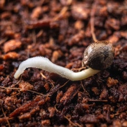 The Germination Stage of Cannabis Seed