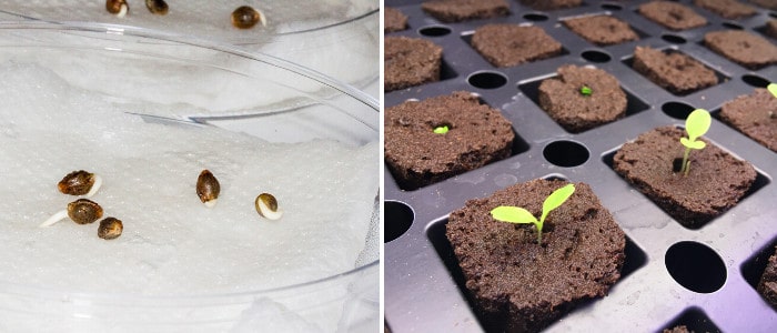 Paper Towel and Rooting Cubes Germination Techniques
