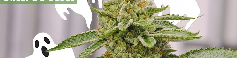 Ghost OG Seeds Featured Image