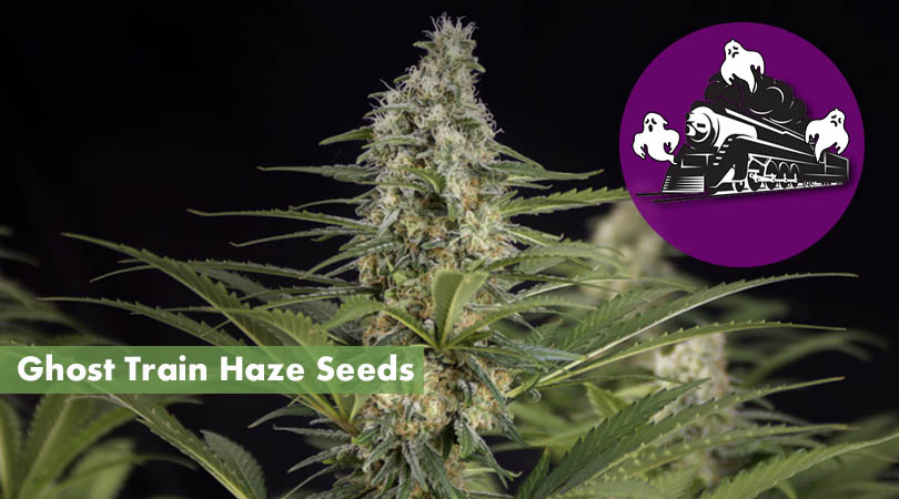 Ghost Train Haze Seeds Main Cover Photo