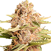 Girl Scout Cookies Extreme Cannabis Seeds