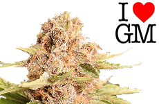 ILGM Girl Scout Cookies Seeds
