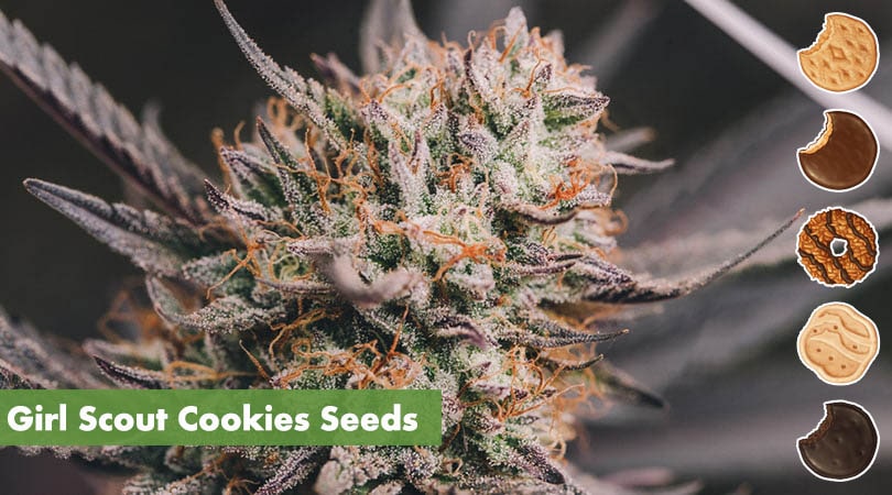 Girl Scout Cookies Seeds