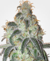 Girl Scout Cookies Feminized Seeds