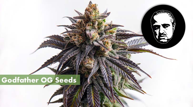 Appearance of pot seed feminized Godfather OG