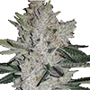 Gorilla Glue Autoflower Cannabis Seeds